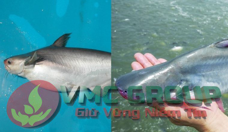 Phòng trừ các bệnh thường gặp ở cá tra, basa